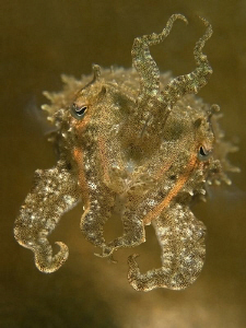 Sepia mestus, Chowder Bay by Doug Anderson 